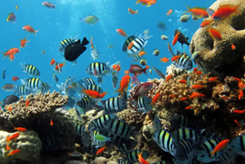 Green screen background options for photo booth