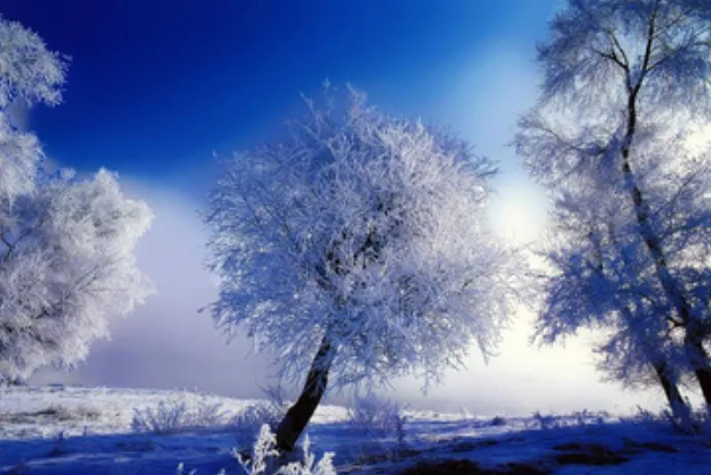 Green screen background option 38