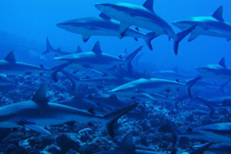 Green screen background option 6