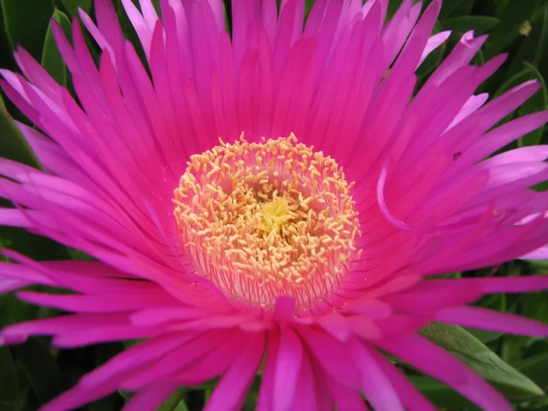 Green screen background option 63