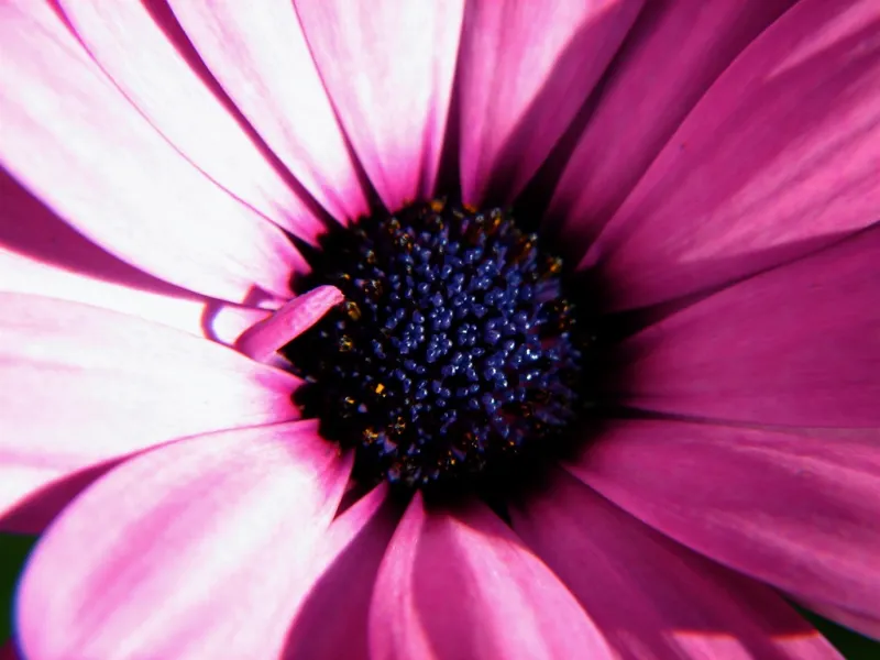 Green screen background option 64