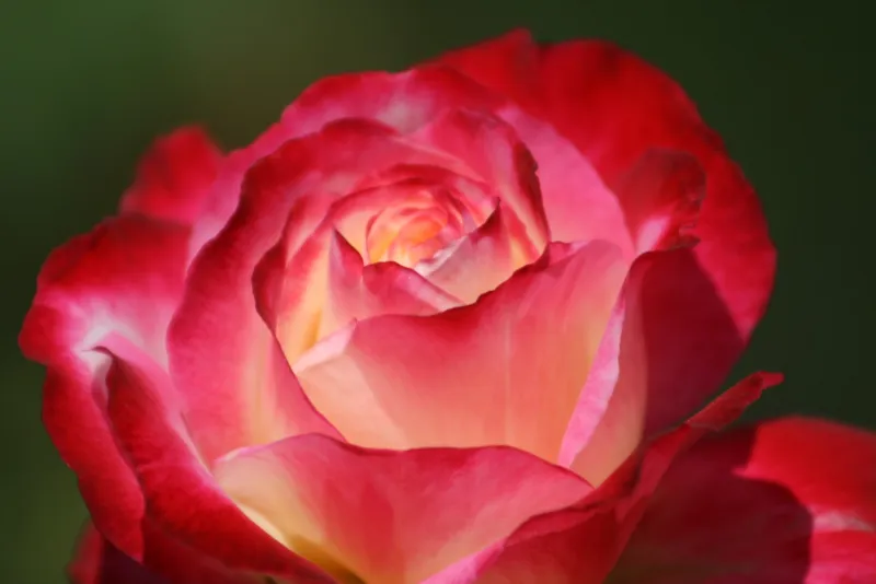 Green screen background option 65