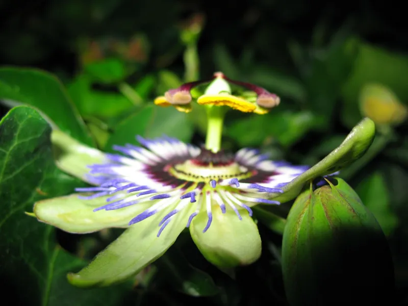 Green screen background option 66