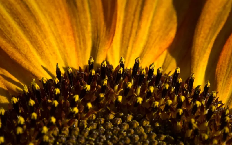 Green screen background option 68