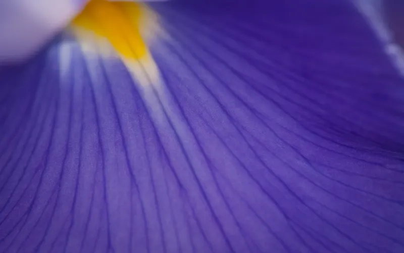 Green screen background option 69